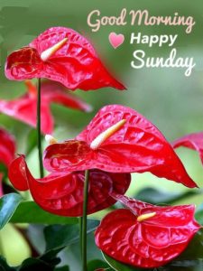 Good Morning Wishes Image for Happy Sunday