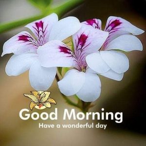 HD Good Morning Quotes in Hindi for Facebook & Whatsapp