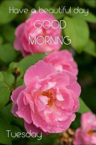 Beautiful Good Morning Tuesday Images