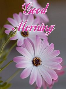 Good Morning Quotes and Wishes With Beautiful Images