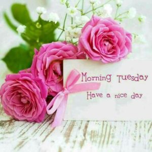Good Morning Tuesday Have a nice day Image