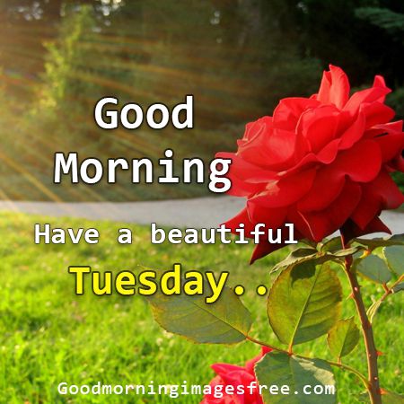 191+ Good Morning Tuesday Images Wishes Photos and Wallpaper