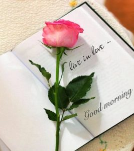Love Rose Good Morning Romantic Pics Image Photo