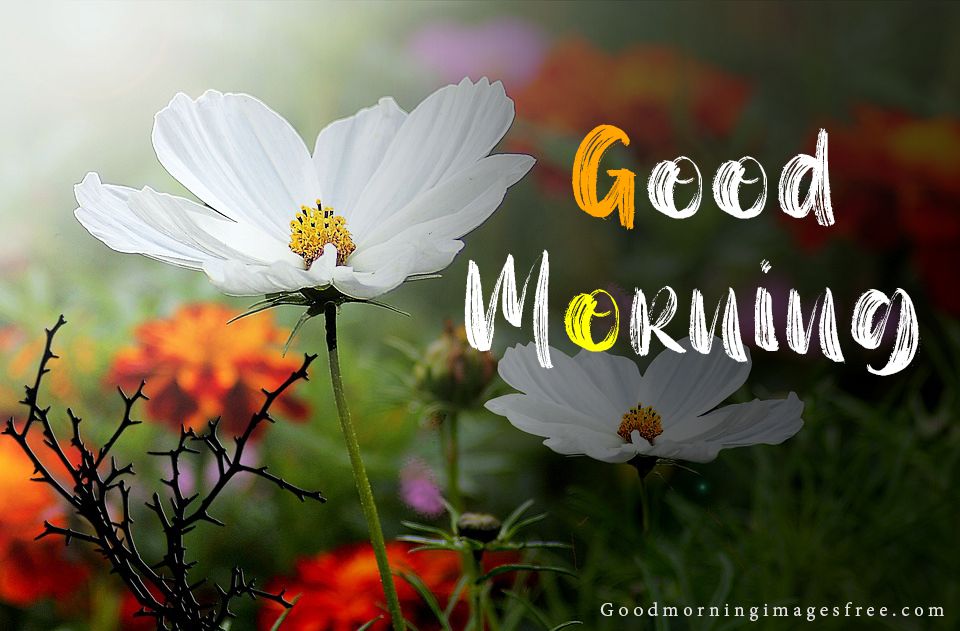 Good Morning Wish Image with Flowers for You