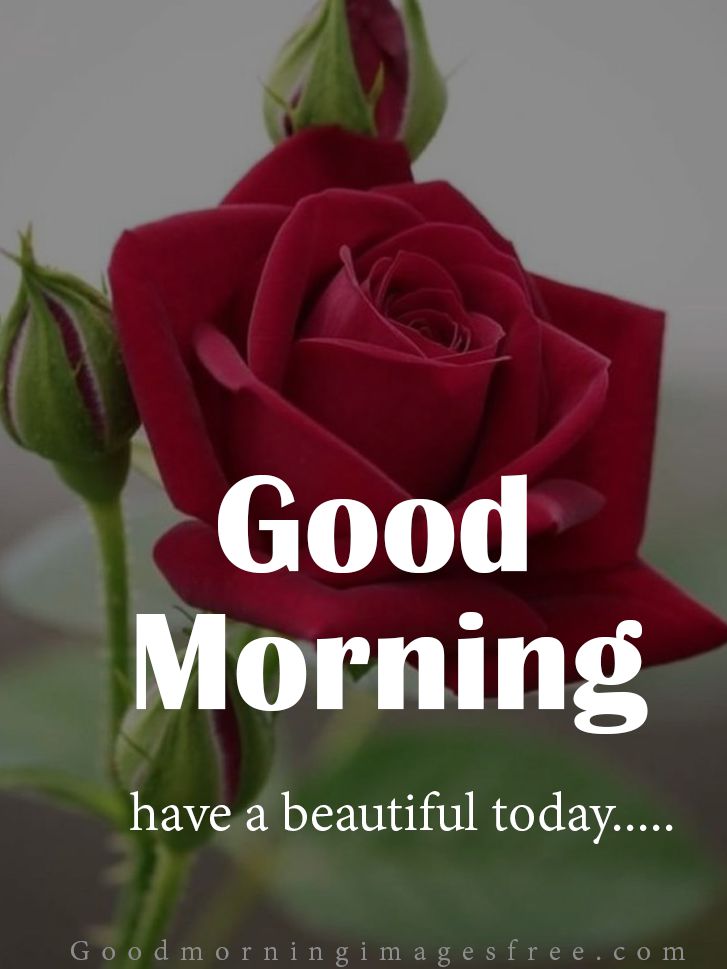 89+ Pretty Romantic {Good Morning} Rose Images HD Download