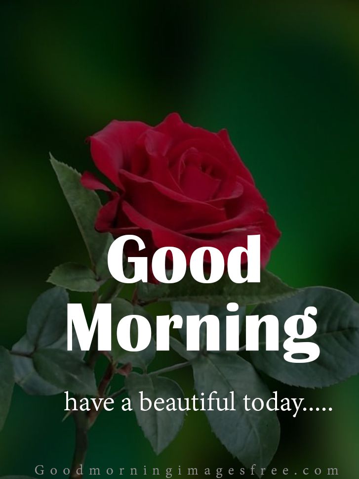 Good Morning Red Flower Images | Best Flower Site