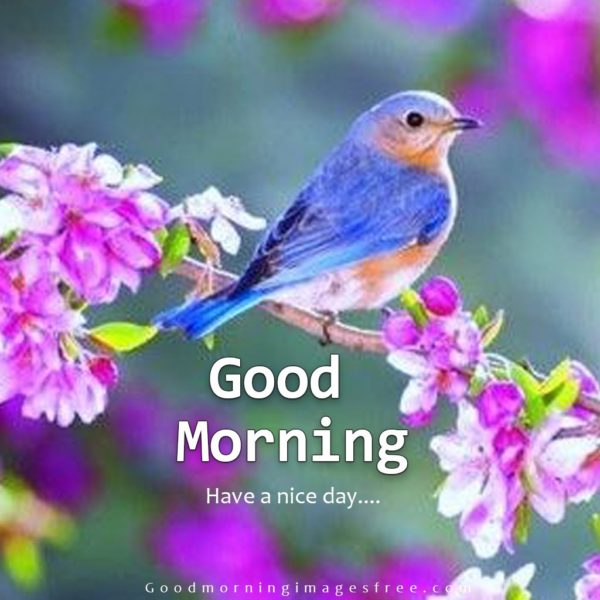 85+ Best Good Morning Birds Images Wishes Quotes & Status