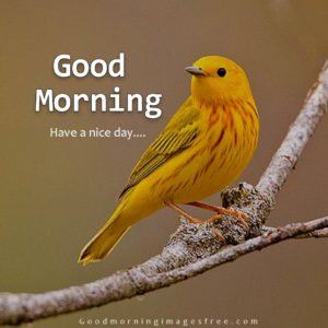 Good Morning Birds Images for Morning Wishes