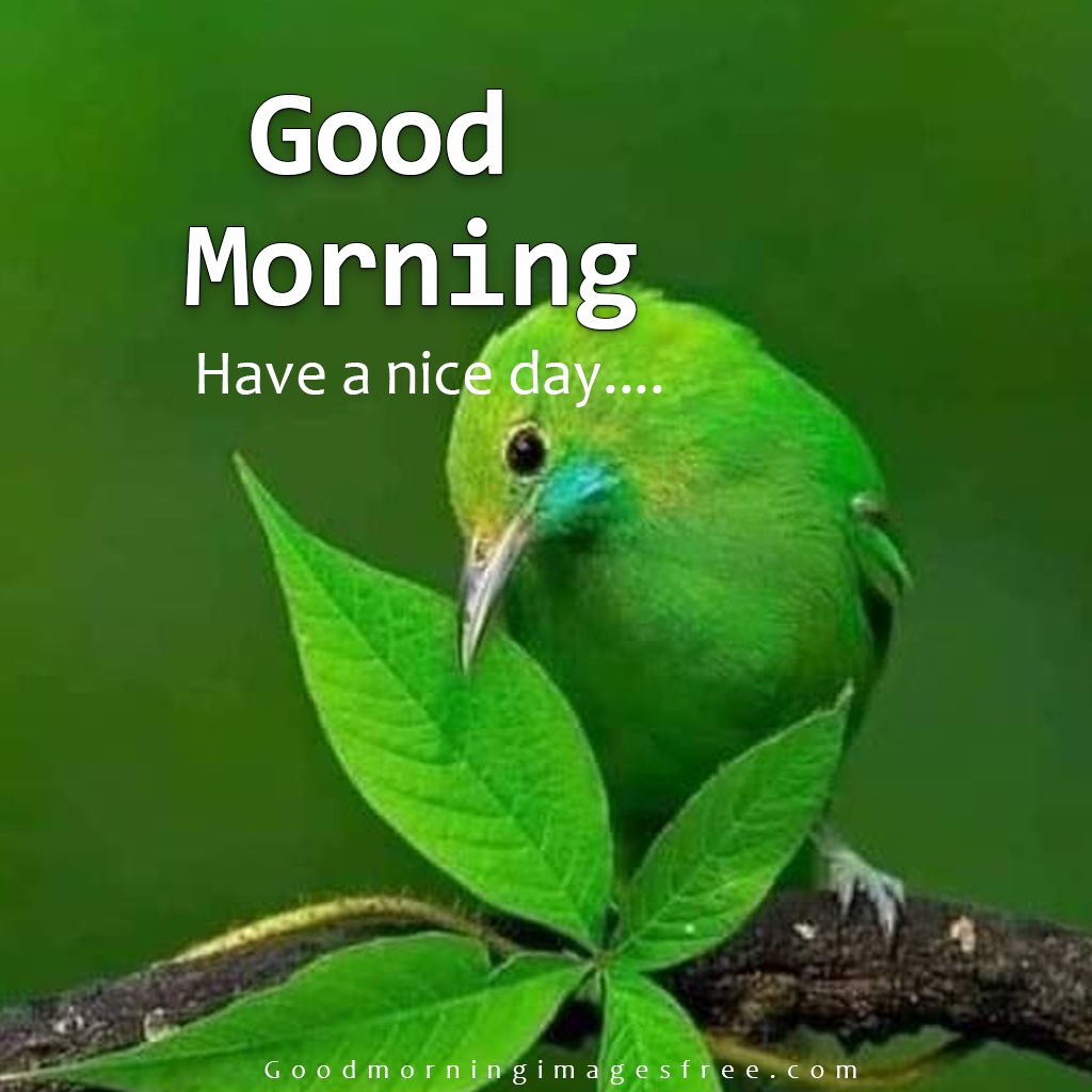 85+ Best Good Morning Birds Images Wishes Quotes & Status