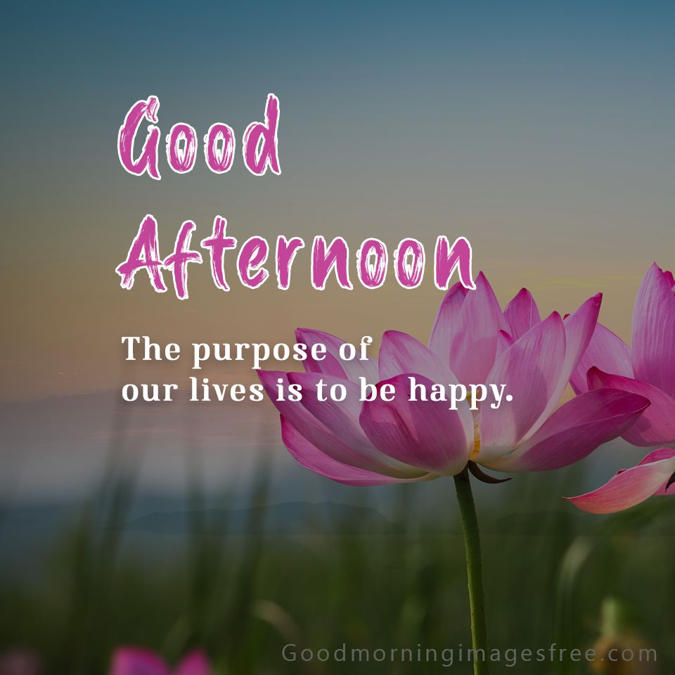 105+ Best Good Afternoon Images, Quotes, Pics HD Download
