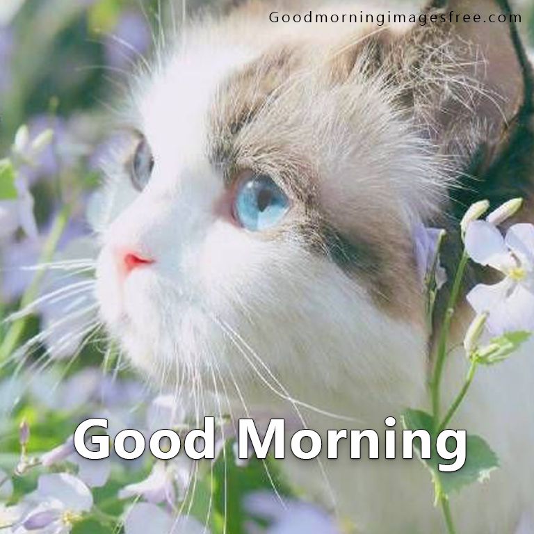 31 Best Good Morning Cat Images & Kitty Good Morning Wishes