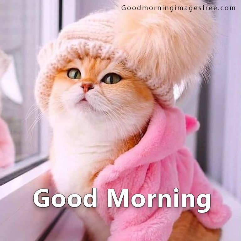 31 Best Good Morning Cat Images & Kitty Good Morning Wishes