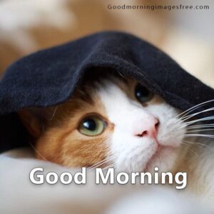 Sleeping Cat Good Morning Wishing Image Download